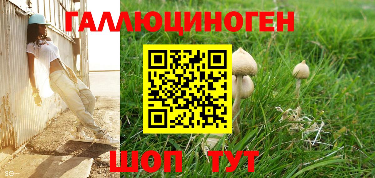 Псилоцибиновые грибы Psilocybine cubensis Губаха