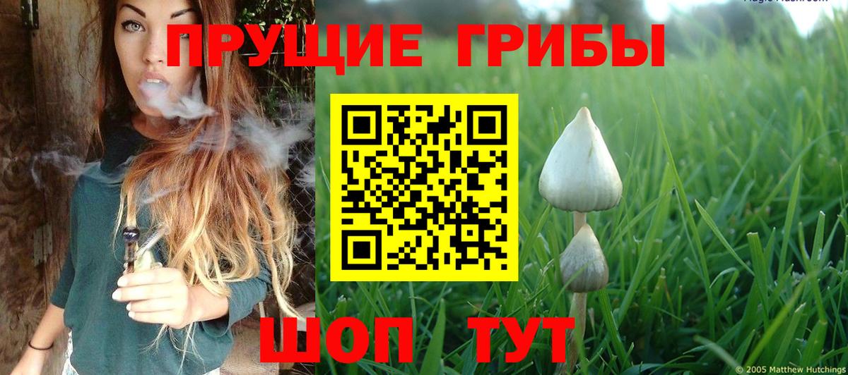 Галлюциногенные грибы Psilocybe  Вход с VPN  Губаха 